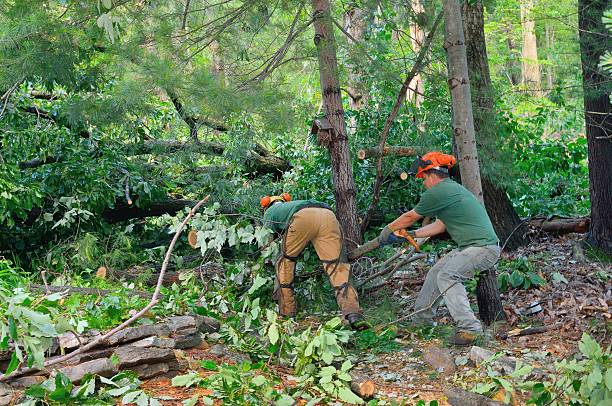 Professional Tree Service in Salisbury, NC